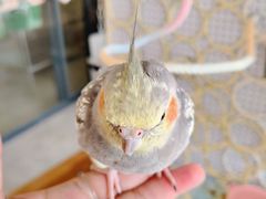 -吉丁鸟咖·异宠·寄养