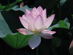 -荔湾湖公园