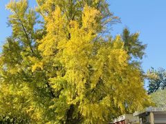 -三里屯东五街银杏大道