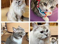 -MOCHA明星猫咖(田子坊店)