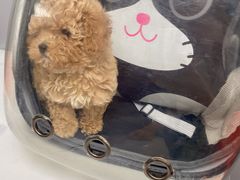 -伟伟宠物医院·CT影像中心·瑞派犬猫综合性门诊(汉口总院)