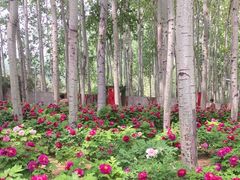 -仁和公园(顺义区)