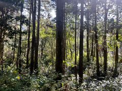 -姑婆山旅游区