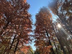 -上海海湾国家森林公园