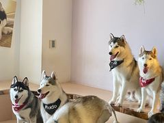 -Husky Go! 哈士奇体验馆·宠物咖啡厅狗咖