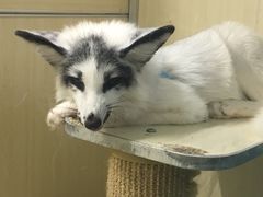 -藦茜花园宠物主题亲子互动体验馆(国顺东路店)