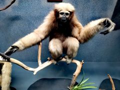 -昆明动物博物馆