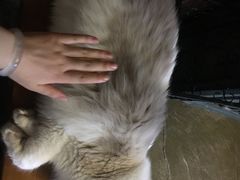 -猫猫幼稚园·撸猫·桌游·电玩