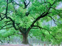 -上海共青森林公园