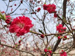 -桃花堤公园