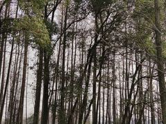 -东湖落雁景区