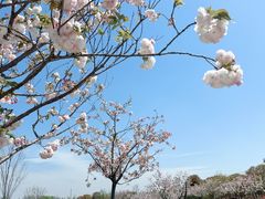 -花开海上生态园