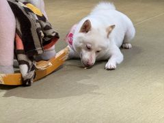-逗柴咖啡屋·狗咖猫咖宠物桌游