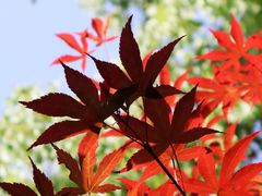 -杭州半山国家森林公园