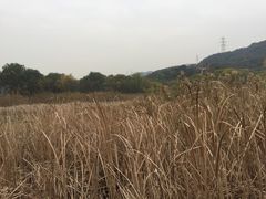-西湖风景区-江洋畈生态公园