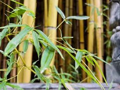 -玉兰茶楼