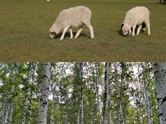 -呼伦贝尔大草原