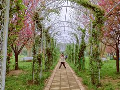 -洛阳郁金香牡丹园