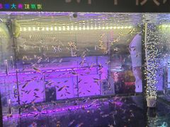 -中环花鸟鱼虫市场