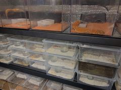 -酷以爬仙阁实体爬宠店·守宫·蜥蜴·专业繁育