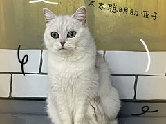 -喵的天空名猫咖啡馆·撸猫·猫舍·用品