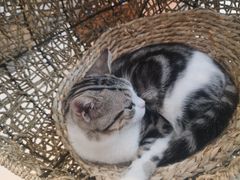 -飞行喵MR PILOT|猫舍·猫咖(静安大融城店)