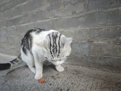 -西安大兴善寺