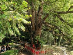 -石台牯牛降景区