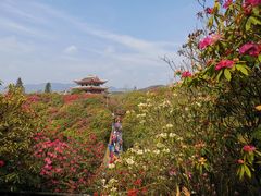 -贵州百里杜鹃风景名胜区