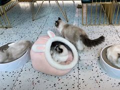 -喵喵咪呀布偶猫咖(春熙路店)