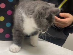 -中农国际动物医院24小时·猫科·骨科·急重症中心