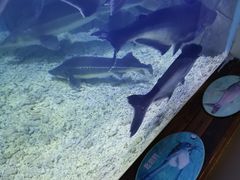 -上海长江河口科技馆