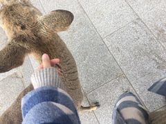-奈良公园