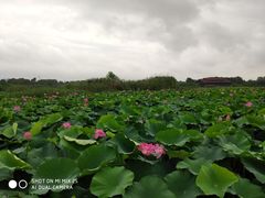 -荷塘月色湿地公园·向阳花洲