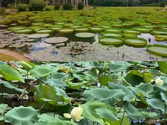 -中国科学院西双版纳热带植物园