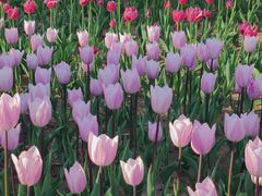 -廊坊文化艺术中心