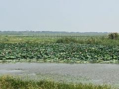 -洪湖生态旅游区