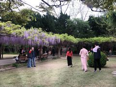 -嘉定紫藤园
