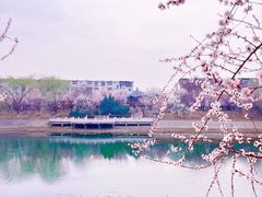 -桃花堤公园