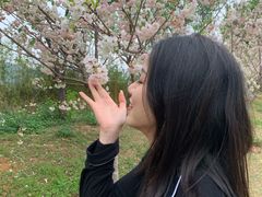-天适樱花悠乐园