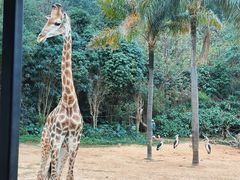 -广州长隆野生动物世界