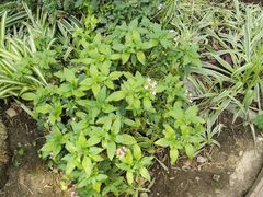 -国家植物园南园