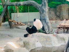 -灵玲国际马戏城