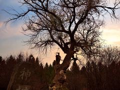 -塞罕坝国家级自然保护区