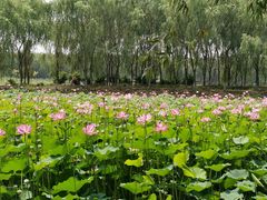 -东郊湿地公园