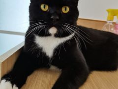 -鼓捣猫呢主题猫咖店