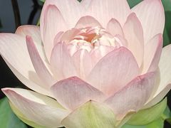 -荷塘月色湿地公园·向阳花洲