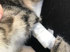 -关爱宠物医院·猫科中心·消化科(滨湖万达分院)