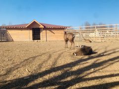 -安德鲁户外烧烤帐篷营地(马泉营店)