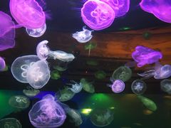 景点-华夏文旅西安度假区